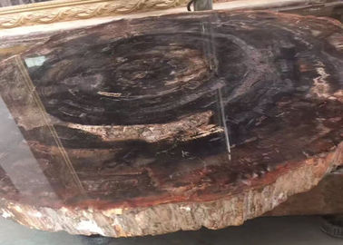 Китай Отполированная плит драгоценного камня Брауна древесина естественных Семи окаменелая поставщик