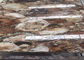 Окаменелые плиты драгоценного камня древесины Семи приглаживают отрезок подгонянный поверхностью поставщик